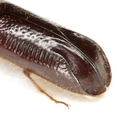 Melalgus plicatus