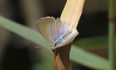 Theclinesthes miskini