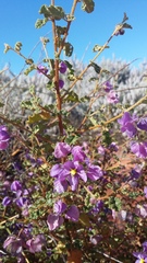 Solanum diversiflorum