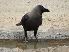 Corvus splendens