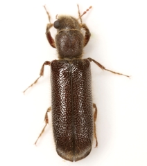 Melalgus plicatus
