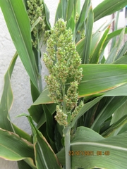 Corvus splendens