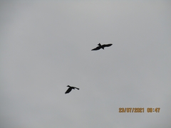 Corvus splendens