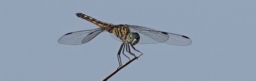 photo of Blue Dasher (Pachydiplax longipennis)