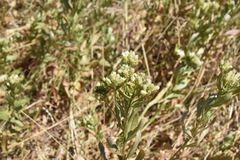 Sericocarpus rigidus