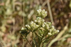 Sericocarpus rigidus