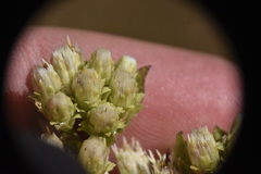 Sericocarpus rigidus