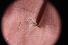 Sericocarpus rigidus