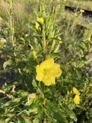 Oenothera rubricaulis