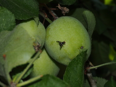 Rhagoletis pomonella