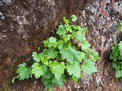 Heuchera glabra