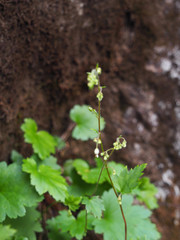 Heuchera glabra