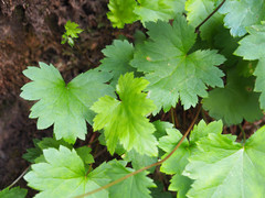 Heuchera glabra
