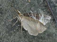 Evecliptopera illitata