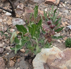 Pachycarpus dealbatus