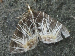 Evecliptopera illitata