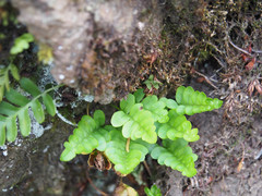 Polypodium amorphum