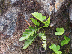 Polypodium amorphum