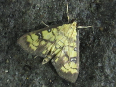 Goniorhynchus exemplaris