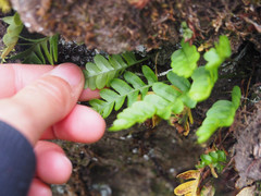 Polypodium amorphum