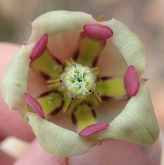 Pachycarpus dealbatus