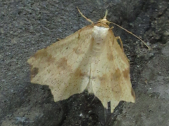 Pareclipsis gracilis