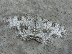 Ophthalmitis albosignaria