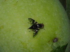 Rhagoletis pomonella