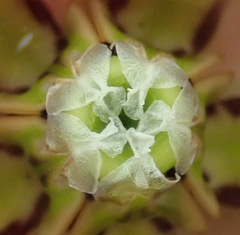 Pachycarpus dealbatus