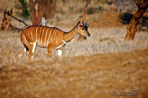 Nyala, photo 8 of 10