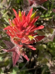 Castilleja peirsonii