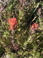 Castilleja peirsonii