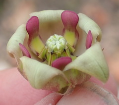 Pachycarpus dealbatus
