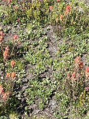 Castilleja peirsonii