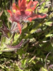 Castilleja peirsonii