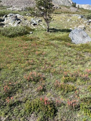 Castilleja peirsonii