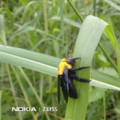 Xylocopa ruficornis