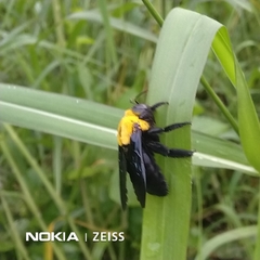 Xylocopa ruficornis