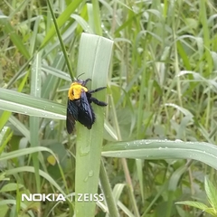 Xylocopa ruficornis