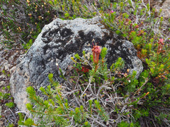 Exobasidium cassiopes