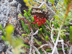 Exobasidium cassiopes