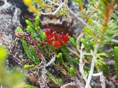 Exobasidium cassiopes