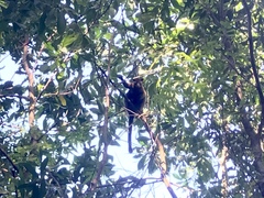 Dendrolagus bennettianus