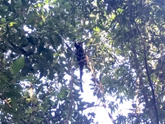 Dendrolagus bennettianus