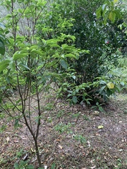 Tabernaemontana pandacaqui