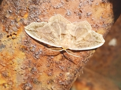 Hydatoscia ategua