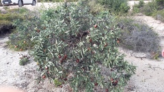 Santalum