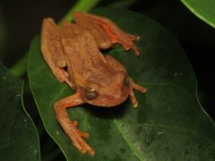 Dendropsophus columbianus