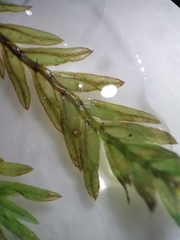 Fissidens rigidulus rigidulus