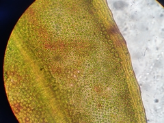 Fissidens rigidulus rigidulus